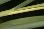 Itchgrass